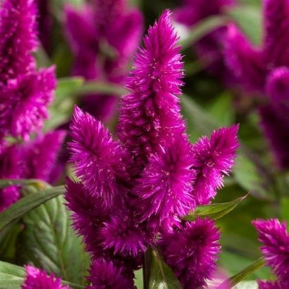 Celosia (cristata hot pink frilly brain flower) for planting in garden